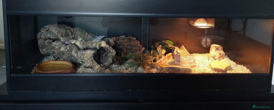 Snake reptiles for sale: Female egg laying Hognose snake  - Advert 5