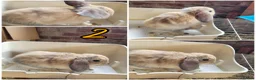 Lionhead rabbits for sale: Lop lionhead bunnies!  - Advert 2