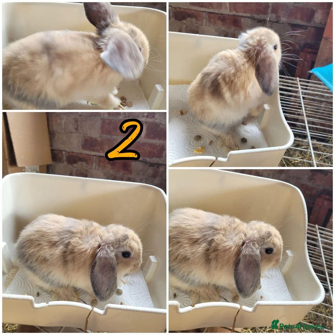 Lionhead rabbits for sale: Lop lionhead bunnies!  - Advert 2
