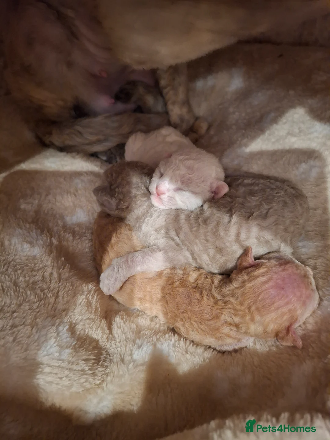 Devon Rex cats for sale: Devon rex Kittens-FIFE Registered Pedigree - Advert 14
