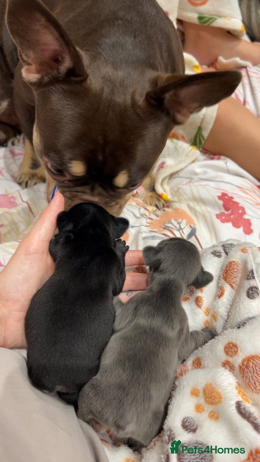 French Bulldog dogs for sale: 2 French bull dog puppies  - Image 10