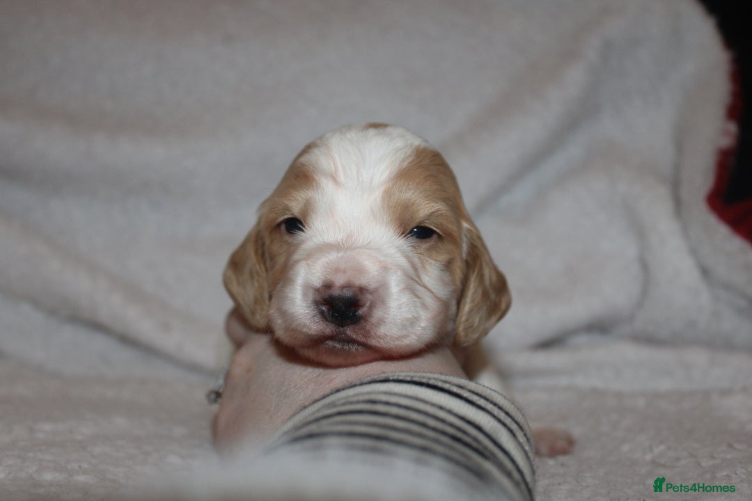 Cocker Spaniel dogs for sale: Working cocker spaniels - Advert 9