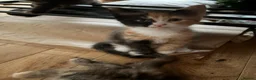 Maine Coon cats for sale: Maine Coon Cross - Advert 3