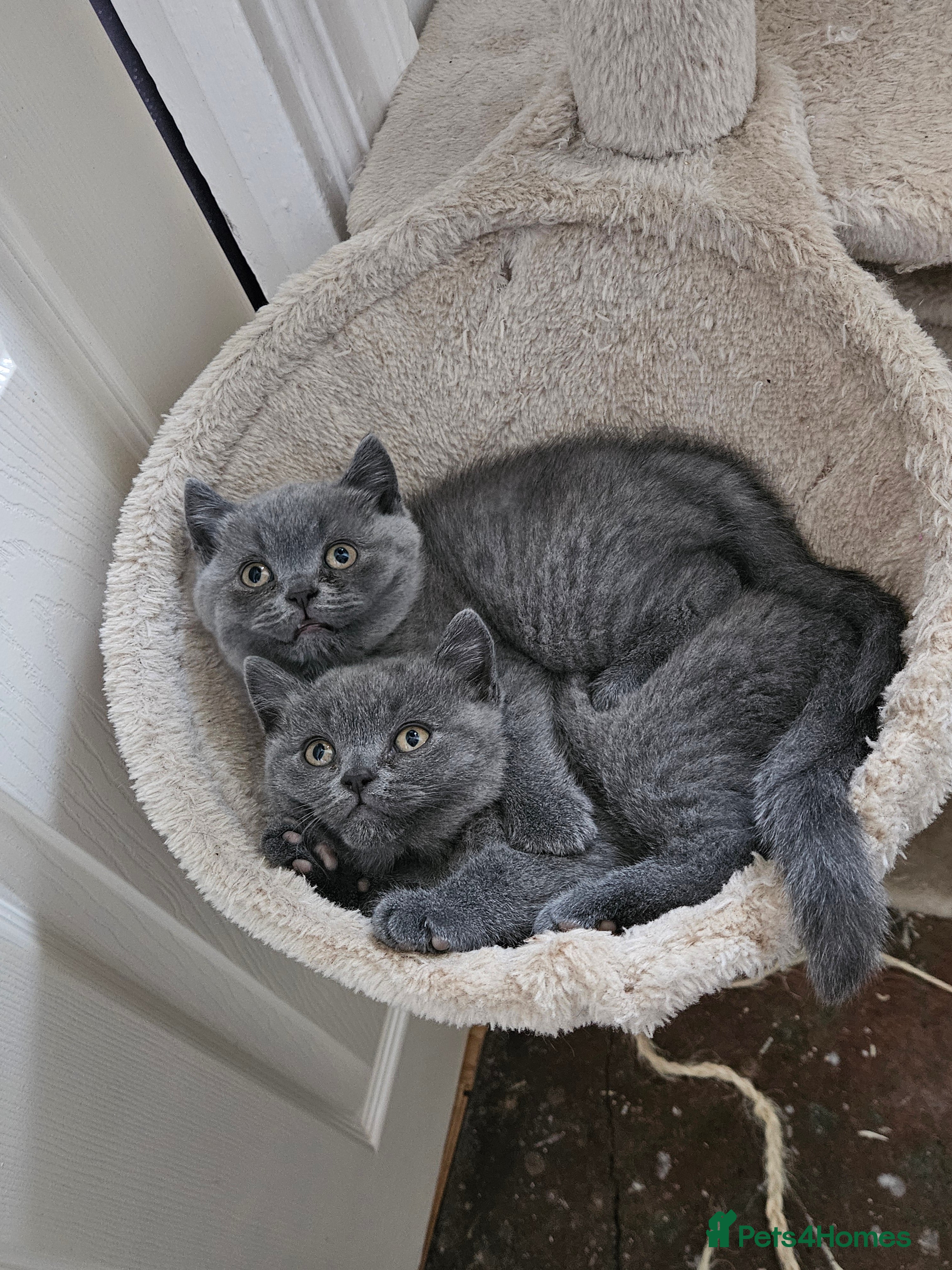 British Shorthair cats 2 British short-hair boys, pure breed  - Advert 4