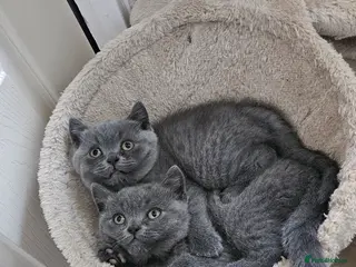 British Shorthair cats 2 British short-hair boys, pure breed - Advert 4