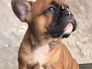 French Bulldog dogs Champion Sired Fawn / red fawn French bulldogs - Advert 1
