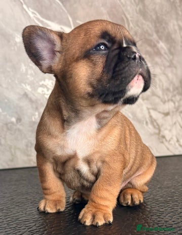 French Bulldog dogs Champion Sired Fawn / red fawn French bulldogs - Advert 1