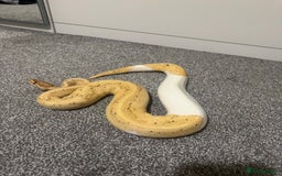 Python Snake reptiles for sale: Banana Pied Royal Python - Advert 4
