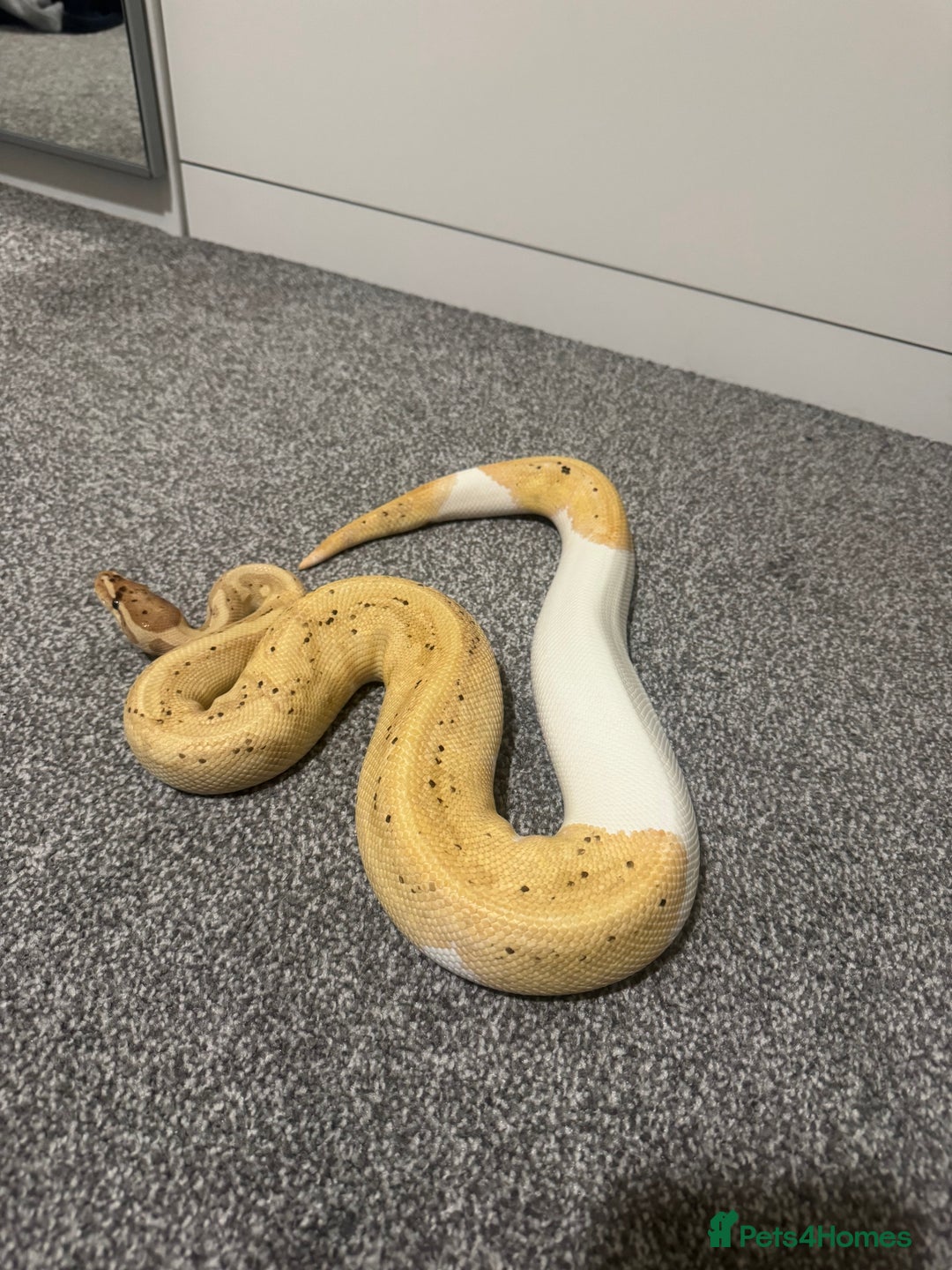 Python Snake reptiles for sale: Banana Pied Royal Python - Advert 4