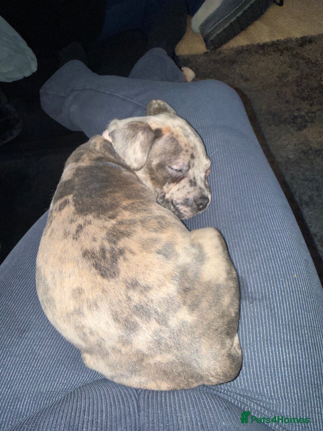 Mixed Breed dogs for sale: Staff x Frenchie - Advert 8