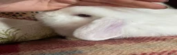 Mini Lop rabbits for sale: Gorgeous pure Mini lop babies in Llandysul - Advert 13