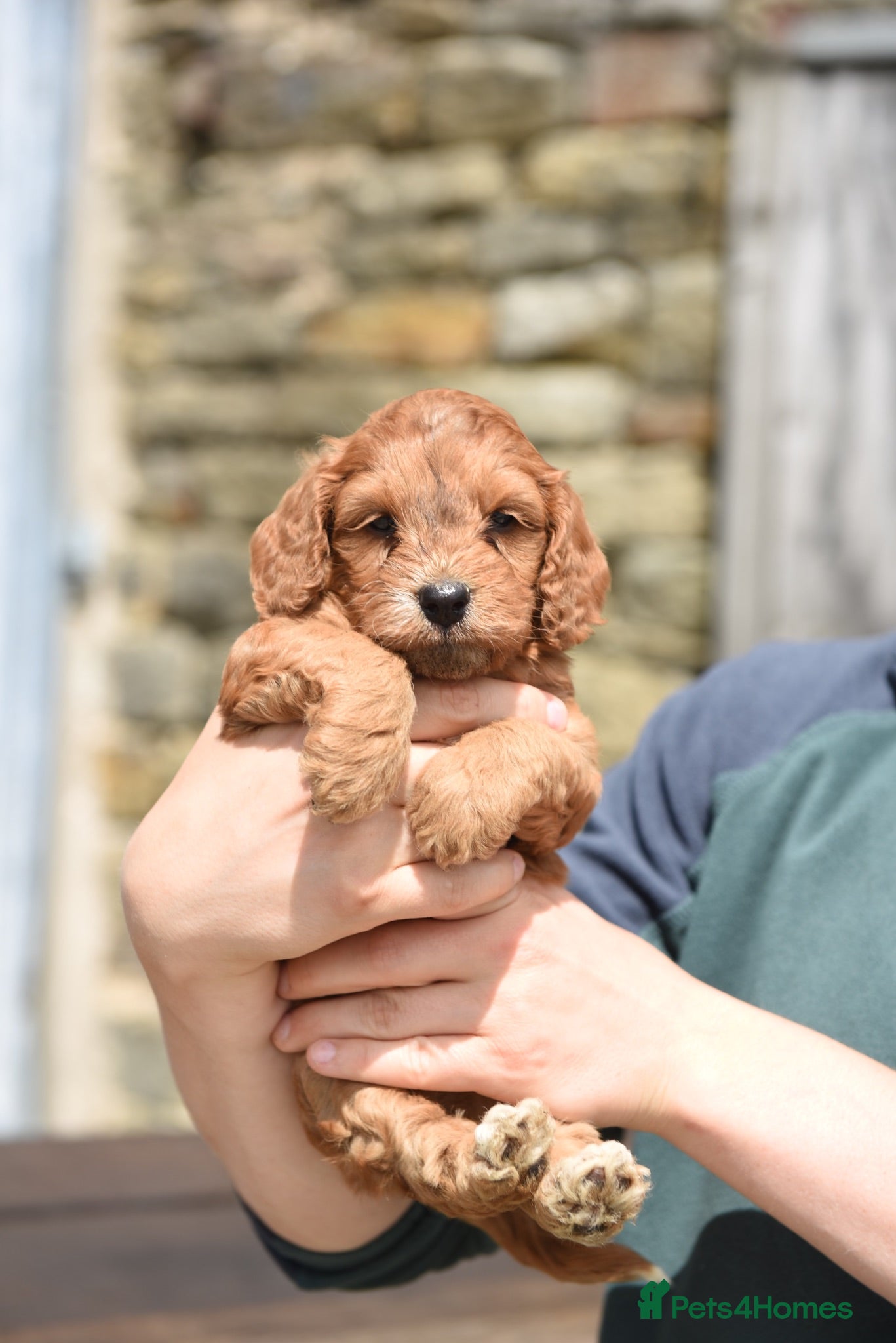 Cockapoo dogs DNA CLEAR Dark Fox red F1 toy / show cocker - Advert 1