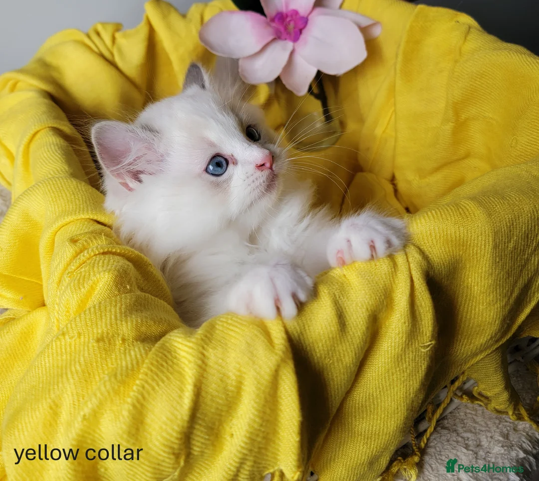 Ragdoll cats for sale: 😸Fully GCCF Certified Pedigree Ragdoll kittens💕 - Advert 7
