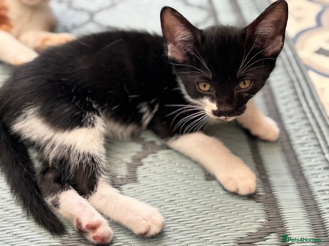 Domestic Shorthair cats for sale: Beautiful friendly Kittens  - Image 25