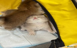 British Longhair cats for sale: Blue golden shaded of the world 🏆's offspring - Image 6
