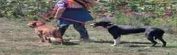 Mixed Breed dogs for adoption: Charlie is looking for a perfect home  in Hayling Island - Advert 9