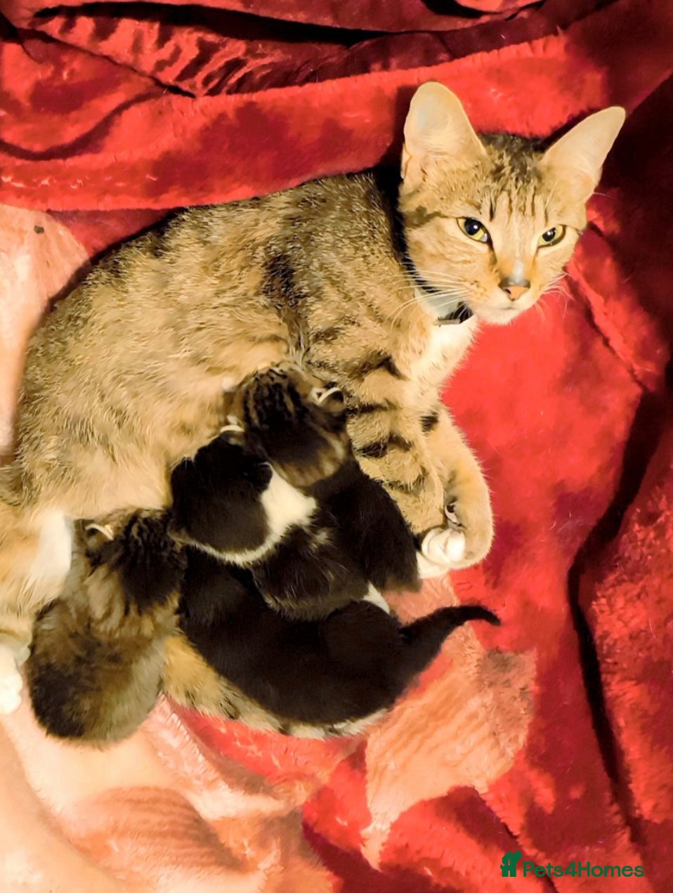 Mixed Breed cats Kittens for sale  - Advert 1