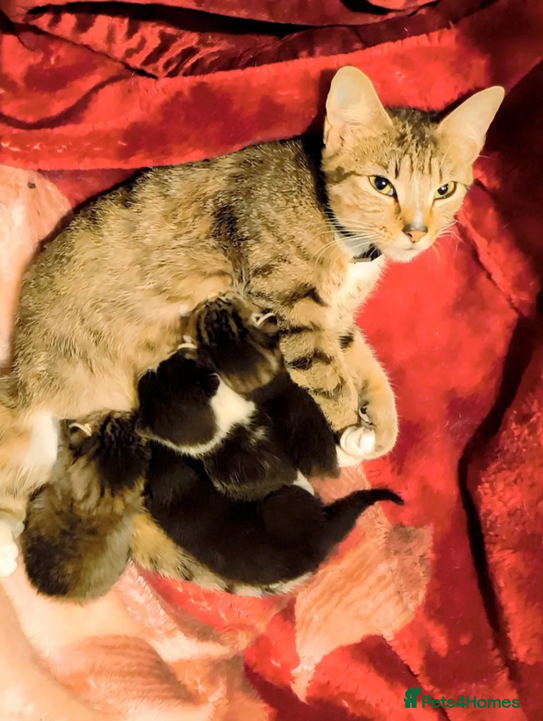 Mixed Breed cats for sale: Kittens for sale  in London - Advert 1