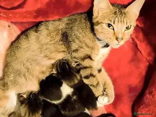 Mixed Breed cats Kittens for sale - Advert 1