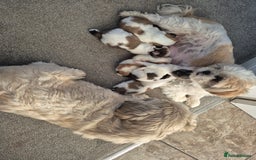 Shih Tzu dogs for sale: READY TO GO NOW Gorgeous Shih tzu puppies - Image 12