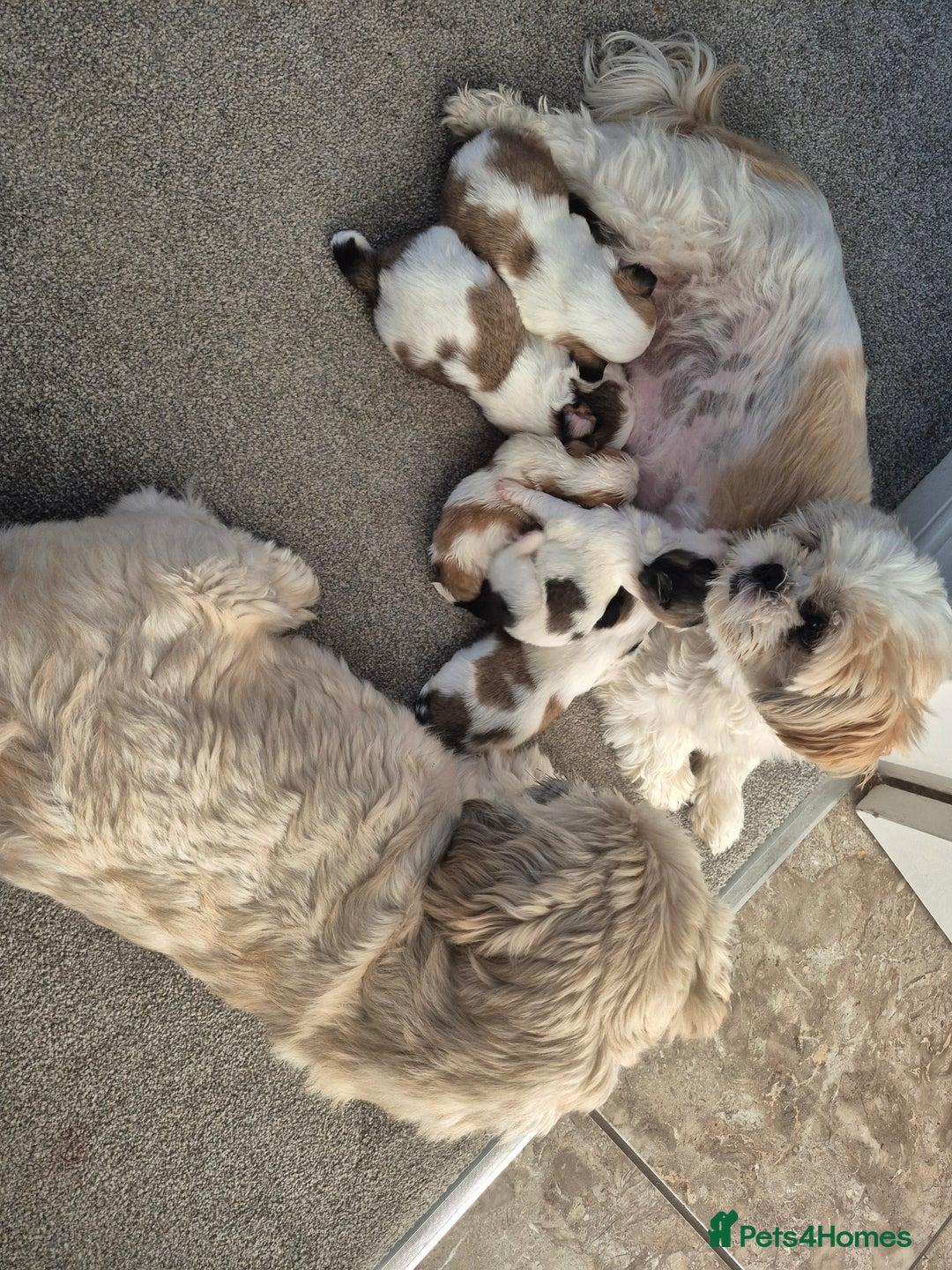 Shih Tzu dogs for sale: READY TO GO NOW Gorgeous Shih tzu puppies - Image 12
