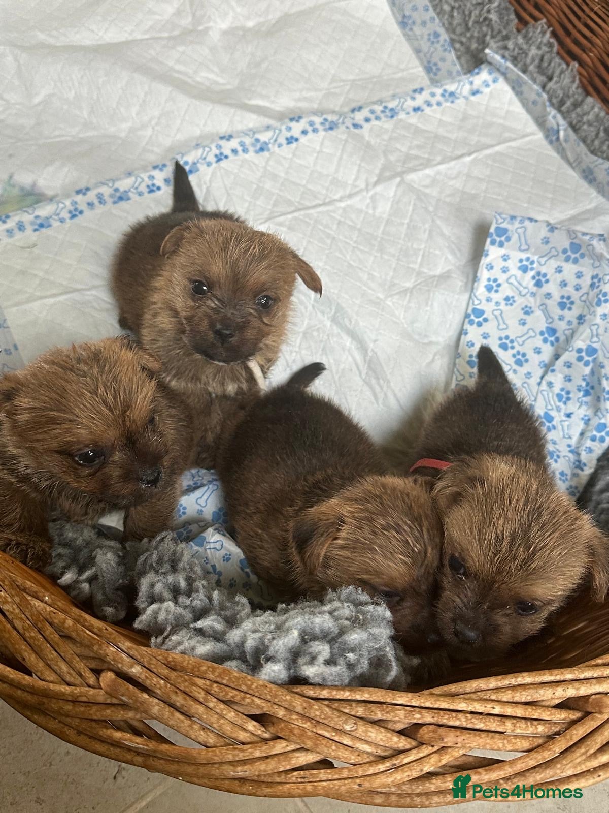 Norfolk Terrier dogs Norfolk Terrier Puppies for Sale – 1 Bitch 3 Dogs - Advert 2