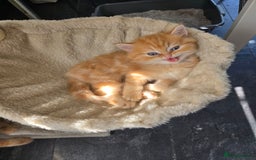 Persian cats for sale: Outstanding Full Persian Kittens for Sale - Image 28