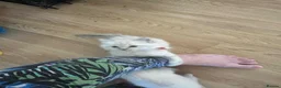 Ragdoll cats for sale: TICA registered pedigree Ragdoll kittens - Advert 16