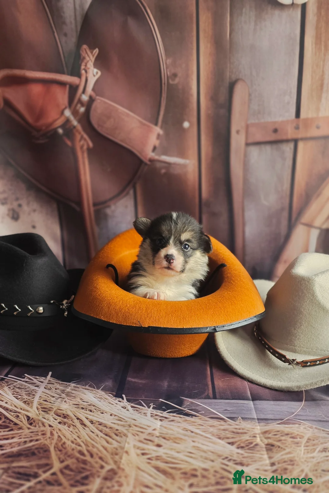 Welsh Corgi Pembroke dogs for sale: Outstanding Welsh Pembroke Corgi Puppies - Advert 27