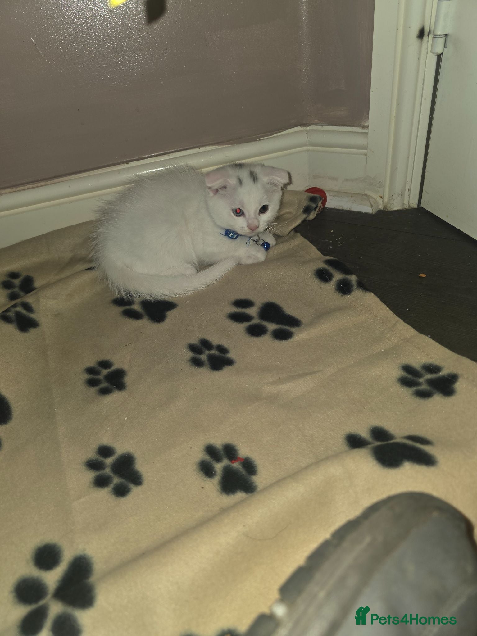 Mixed Breed cats for sale: Maine coon x Scottish fold  - Advert 2