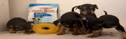 Mixed Breed dogs for sale: Beautiful Black & Tan Miniature Pinscher Puppies - Advert 5