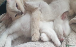 Ragdoll cats for sale: Beautiful GCCF lilac and Cream Point kittens - Image 7