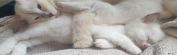 Ragdoll cats for sale: Beautiful GCCF Lilac and Cream Point kittens - Advert 8