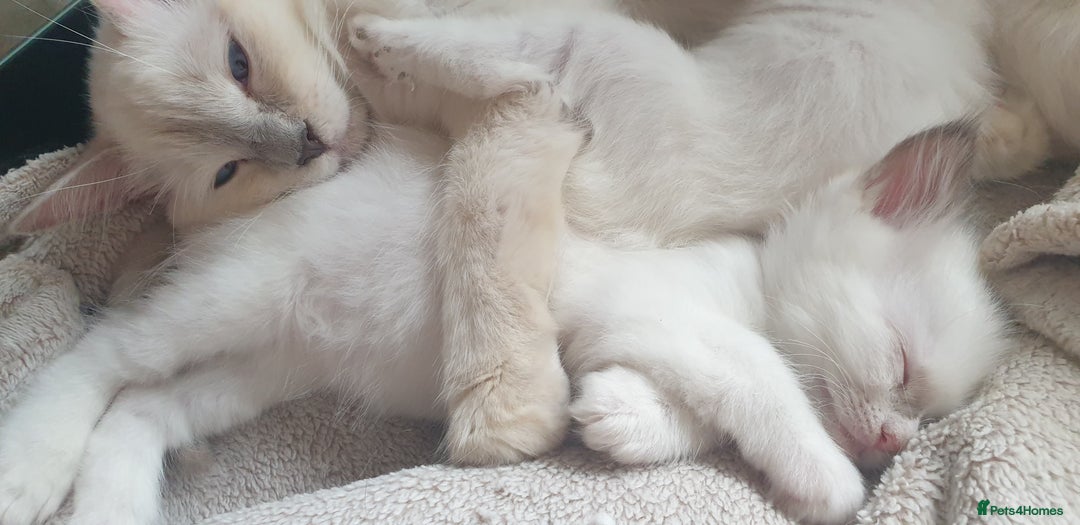 Ragdoll cats for sale: Beautiful GCCF lilac and Cream Point kittens - Image 7
