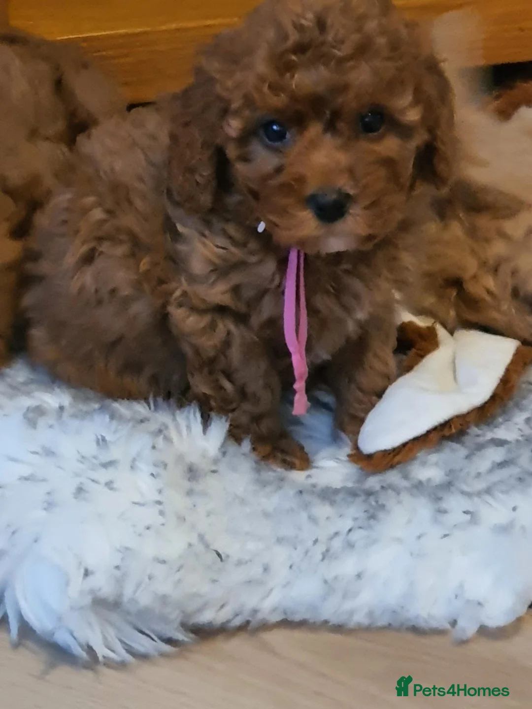 Cavapoochon dogs for sale: Small Cavapoochon red puppies - Advert 16