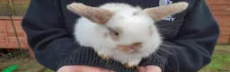 Mini Lop rabbits for sale: Mini lop babies  - Advert 8