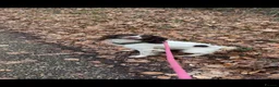 English Springer Spaniel dogs for sale: Springer Spaniel  - Advert 7