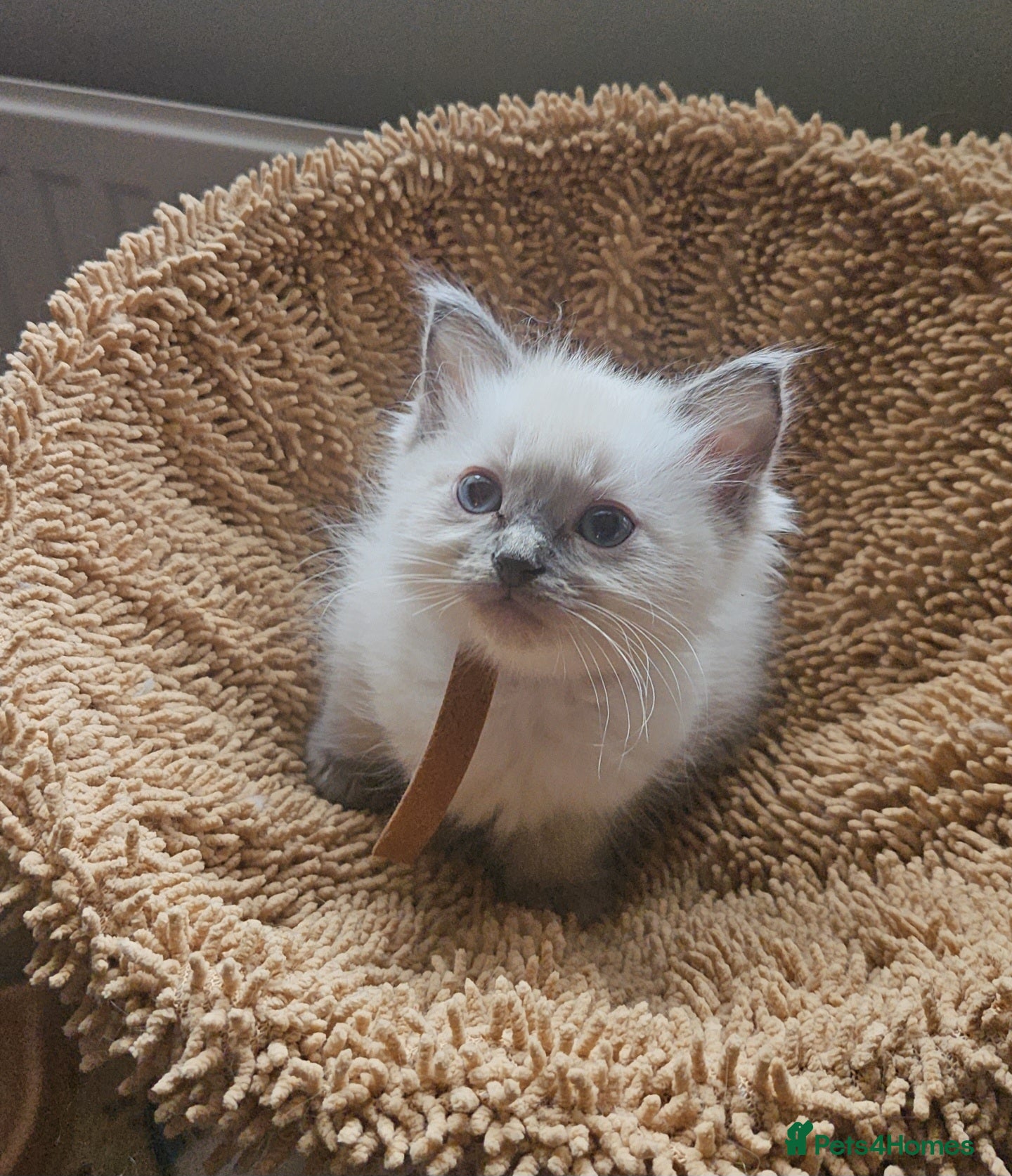 Ragdoll cats Ragdoll kittens 😸 *1 girl left🤎* - Advert 2