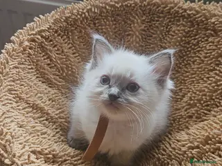 Ragdoll cats Ragdoll kittens 😸 *1 girl left🤎* - Advert 6