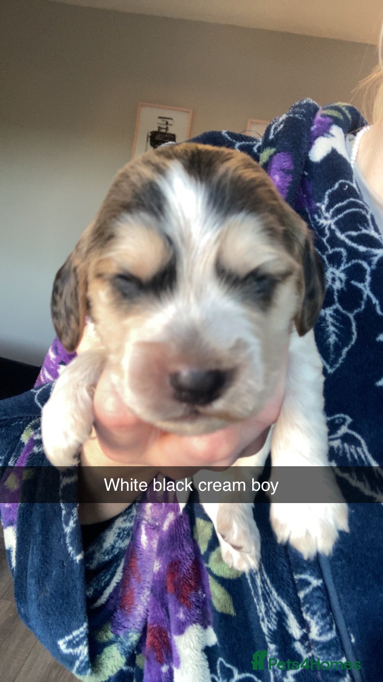Cockapoo dogs for sale: 8 cockapoo puppys - Advert 5