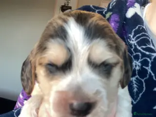 Cockapoo dogs 8 cockapoo puppys - Advert 17