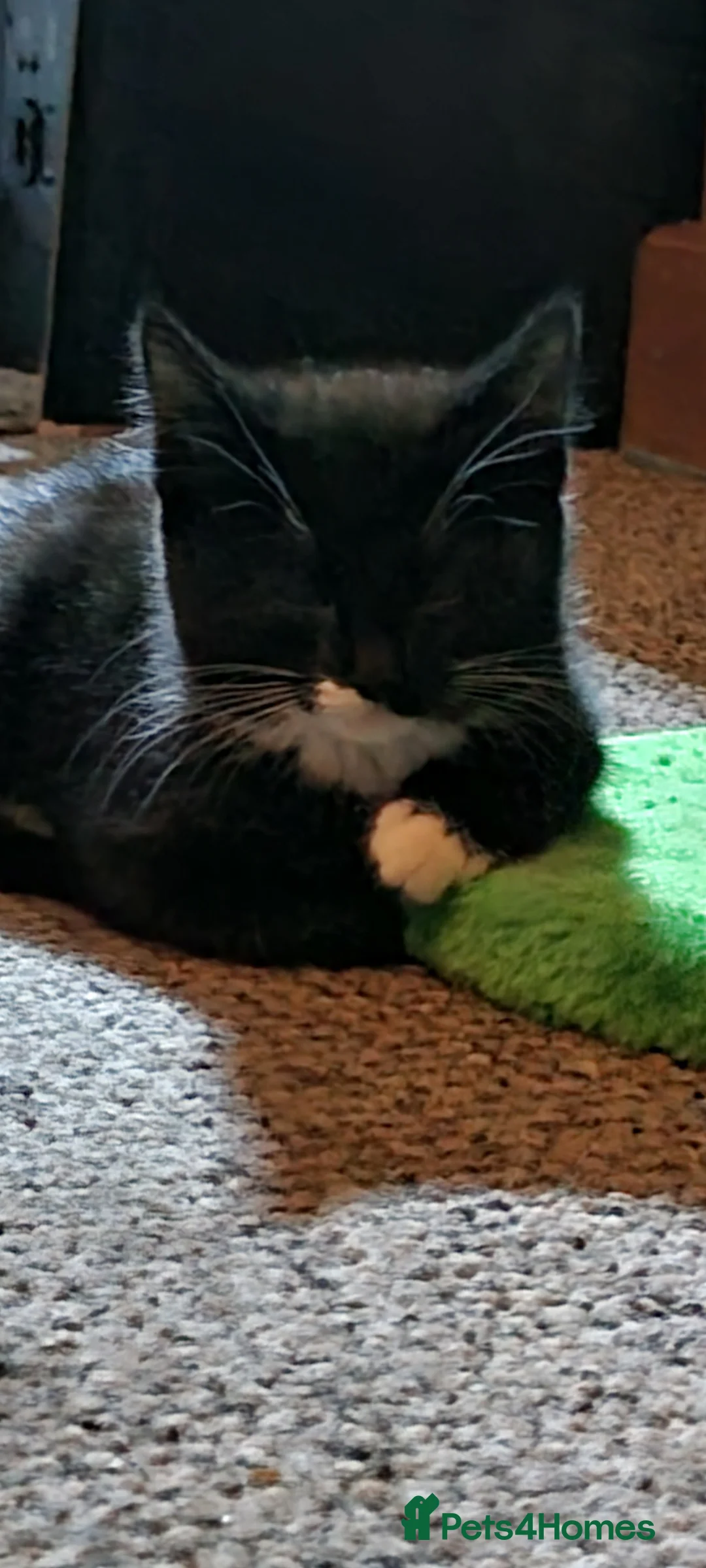 British Shorthair cats for sale: Black and white kittens  - Advert 4