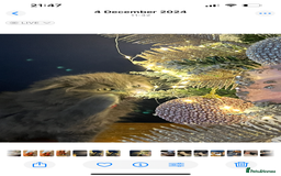 British Shorthair cats for sale: British shorthair - Image 3