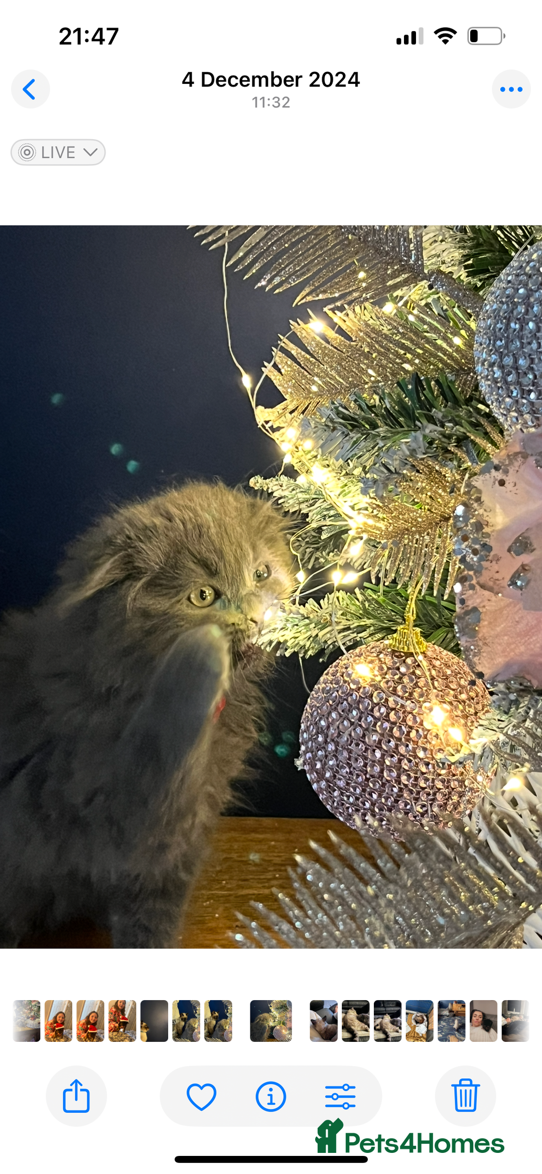 British Shorthair cats for sale: British shorthair - Image 3