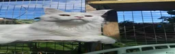 Maine Coon cats for sale: solid white girl maine coon TICA reg - Advert 7