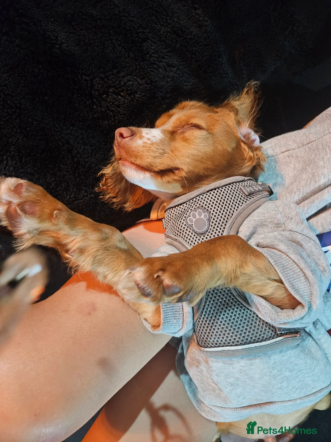 Cocker Spaniel dogs for sale: Purebred Cocker Spaniel - Advert 4