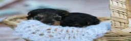Welsh Terrier dogs for sale: Kc registered Welsh terriers in Southampton - Advert 12