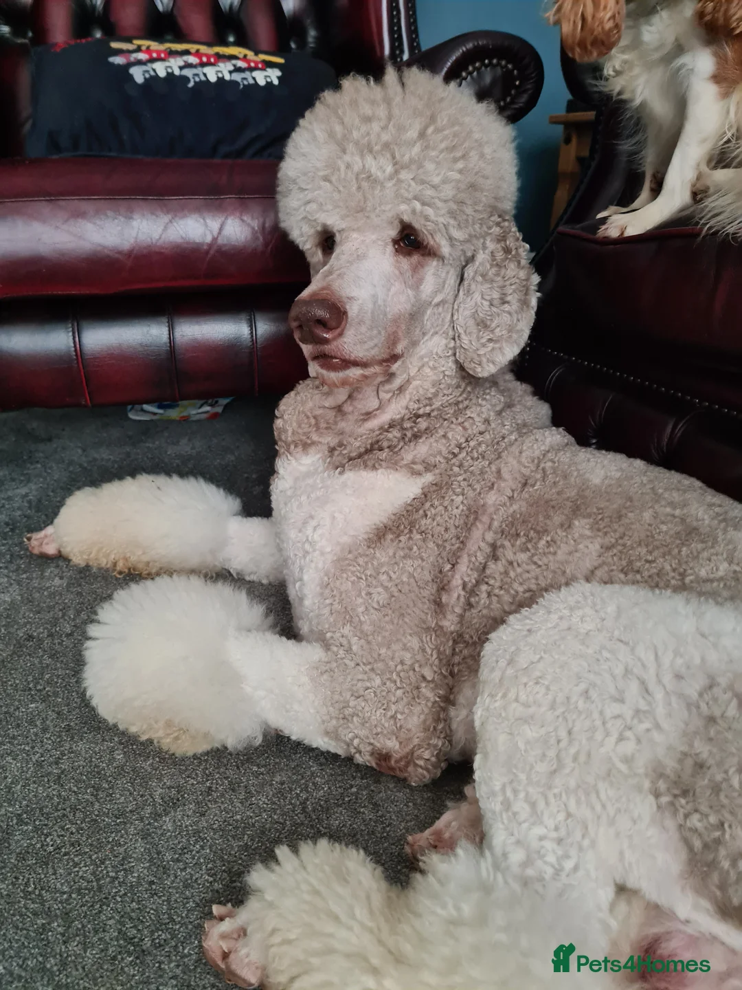 Standard Poodle dogs for stud: 3 Standard poodles for stud in Wirral - Advert 3
