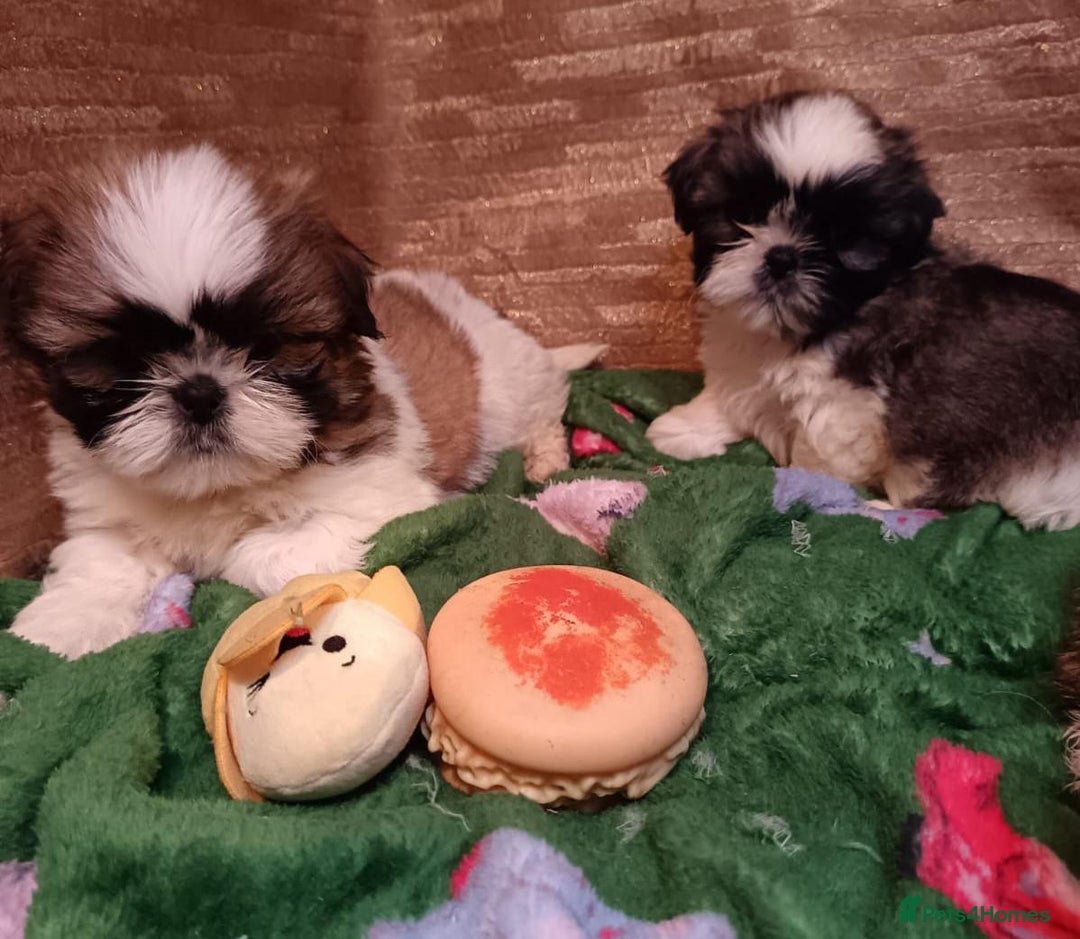 Shih Tzu dogs for sale: Shih Tzu puppy's - Advert 9