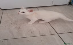 British Longhair cats for sale: White kitten for sale  - Advert 4